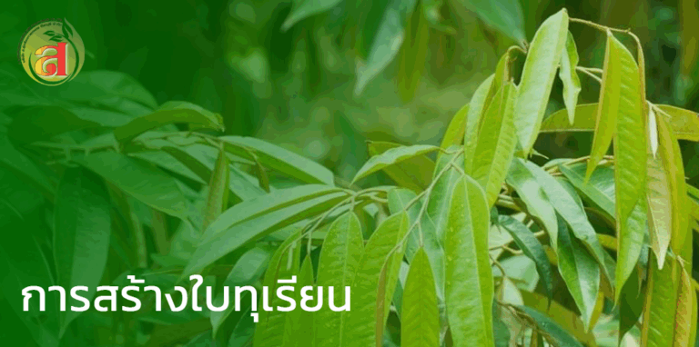 การสร้างใบทุเรียน