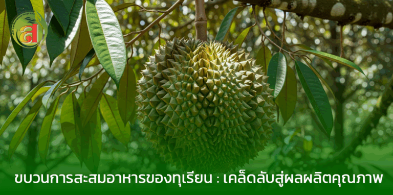 ไขความลับ! ขบวนการสะสมอาหารของทุเรียน : เคล็ดลับสู่ผลผลิตคุณภาพ ช่วงเวลาสำคัญในการสะสมอาหารของทุเรียน เคล็ดลับส่งเสริมการสะสมอาหารในทุเรียน