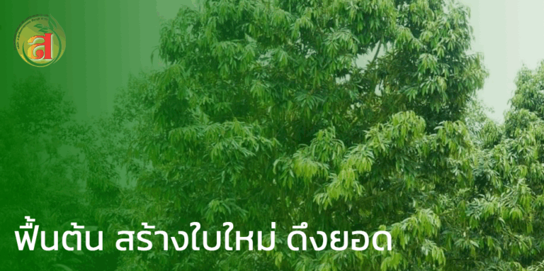 ฟื้นต้น สร้างใบใหม่ ดึงยอด