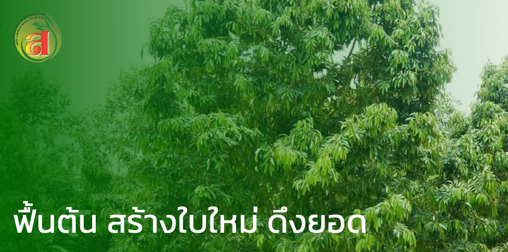 ฟื้นต้น สร้างใบใหม่ ดึงยอด