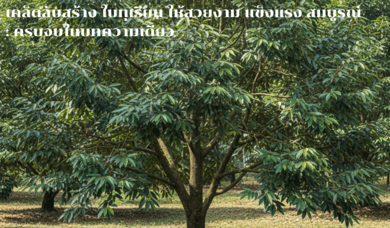 เคล็ดลับสร้าง ใบทุเรียน ให้สวยงาม แข็งแรง สมบูรณ์: ครบจบในบทความเดียว
