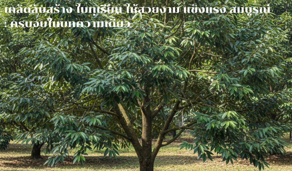 เคล็ดลับสร้าง ใบทุเรียน ให้สวยงาม แข็งแรง สมบูรณ์: ครบจบในบทความเดียว