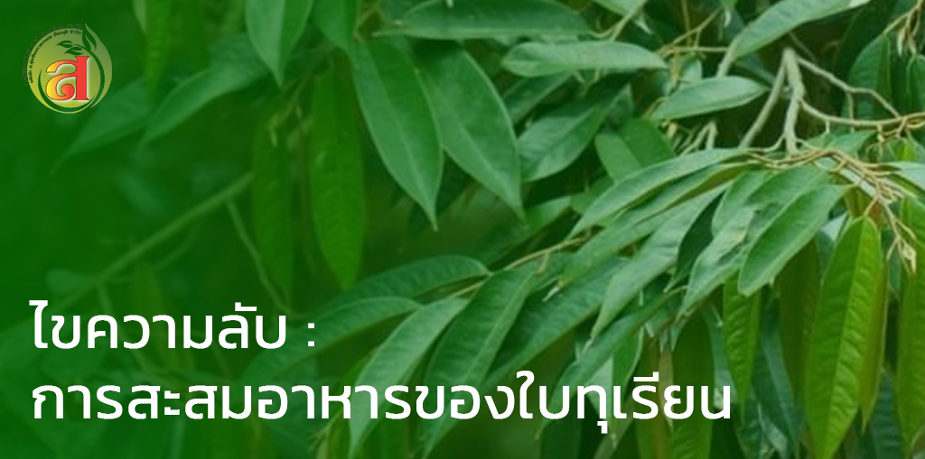 ไขความลับ : การสะสมอาหารของใบทุเรียน กลไกสำคัญสู่ผลผลิตคุณภาพ
