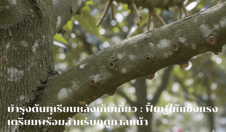 บำรุงต้นทุเรียนหลังเก็บเกี่ยว: ฟื้นฟูให้แข็งแรง เตรียมพร้อมสำหรับฤดูกาลหน้า