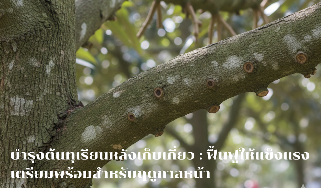 บำรุงต้นทุเรียนหลังเก็บเกี่ยว: ฟื้นฟูให้แข็งแรง เตรียมพร้อมสำหรับฤดูกาลหน้า