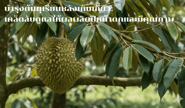 บำรุงต้นทุเรียนหลังเก็บเกี่ยว: เคล็ดลับดูแลให้ผลผลิตปีหน้าดกและมีคุณภาพ